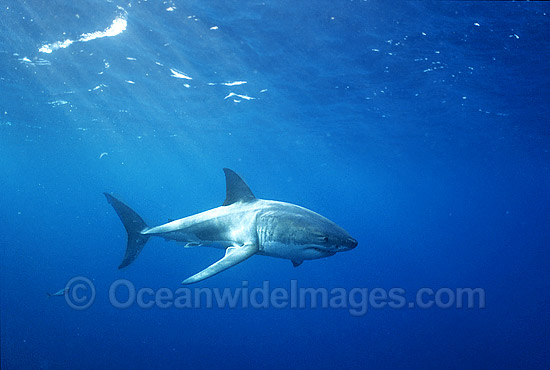 Great White Shark underwater photo