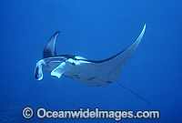 Manta Ray Photo - Gary Bell