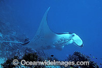 Manta Ray Manta birostris Photo - Gary Bell