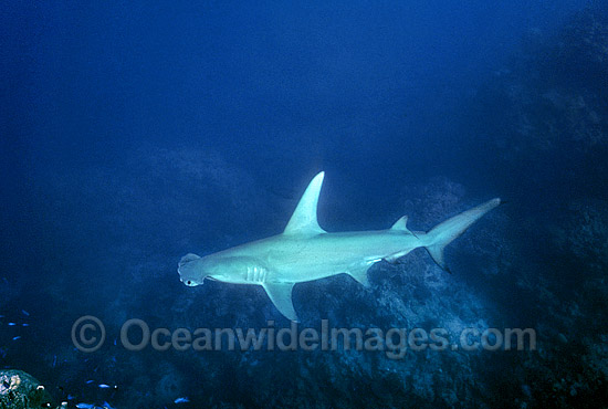Great Hammerhead Shark (Sphyrna mokarran). Rowley Shoals, Western Australia Photo - Gary Bell Great Hammerhead Shark (Sphyrna mokarran). Rowley Shoals, Western Australia Photo - Gary Bell