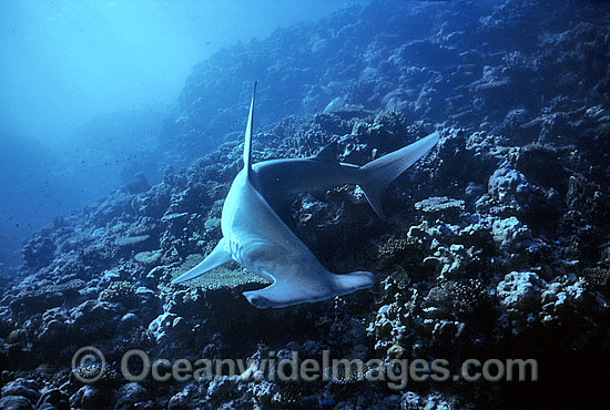 Great Hammerhead Shark (Sphyrna mokarran). Rowley Shoals, Western Australia Photo - Gary Bell Great Hammerhead Shark (Sphyrna mokarran). Rowley Shoals, Western Australia Photo - Gary Bell