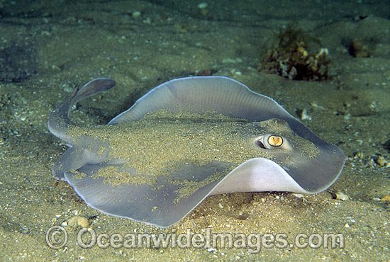 Sparsely-spotted Stingaree Urolophus paucimaculatus photo