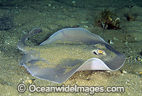 Sparsely-spotted Stingaree Urolophus paucimaculatus Photo - Gary Bell
