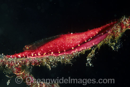 Reef Goby (Pleurosicya sp.) on Spindle Cowrie (Phenacovolva sp.). Also known as Ovulid Cowry. Great Barrier Reef, Queensland, Australia Photo - Gary Bell Reef Goby (Pleurosicya sp.) on Spindle Cowrie (Phenacovolva sp.). Also known as Ovulid Cowry. Great Barrier Reef, Queensland, Australia Photo - Gary Bell