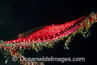 Reef Goby on Ovulid Cowrie Photo - Gary Bell