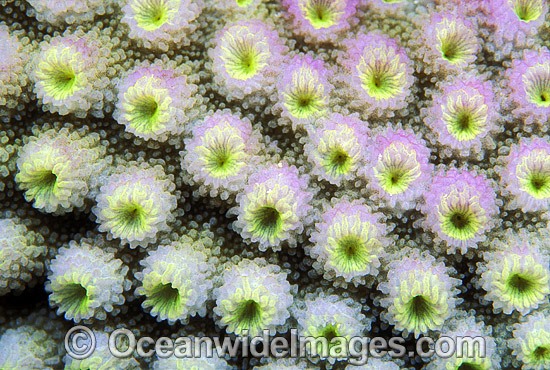 Acroporid Coral (Astreopora myriophthalma) detail. Great Barrier Reef, Queensland, Australia Photo - Gary Bell