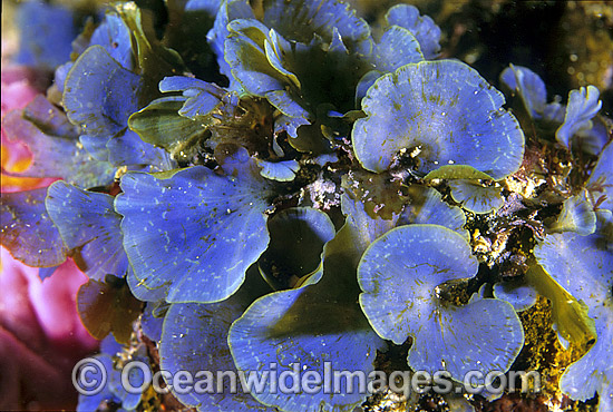 Algae Distromium flabellatum photo Algae Distromium flabellatum photo