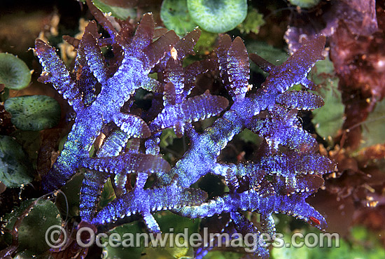 Red Alga Champia compressa photo