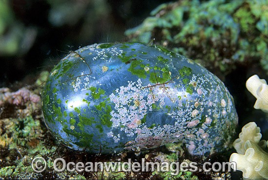 Single-celled Green Algae photo