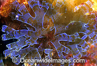 Peacock Algae Dictyota dichotoma Photo - Gary Bell
