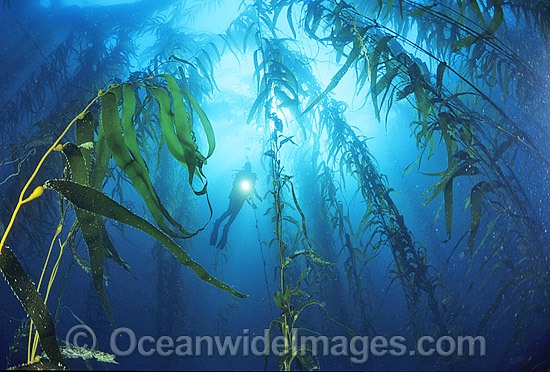 Scuba Diver and Giant Kelp forest photo