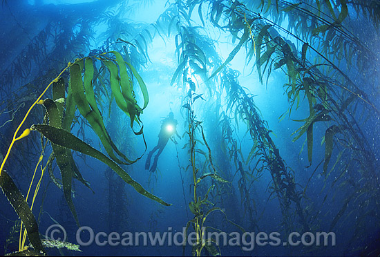 Scuba Diver and Giant Kelp forest photo Scuba Diver and Giant Kelp forest photo