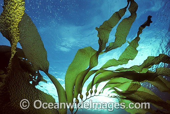 Giant Kelp Gas filled floats photo