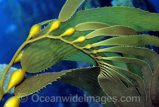 Giant Kelp Macrocystis pyrifera photo