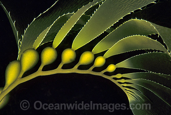 Giant Kelp Macrocystis pyrifera photo