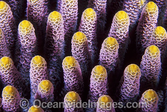 Acropora Coral Acropora millepora photo