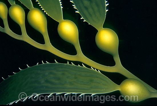 Giant Kelp Gas filled floats photo