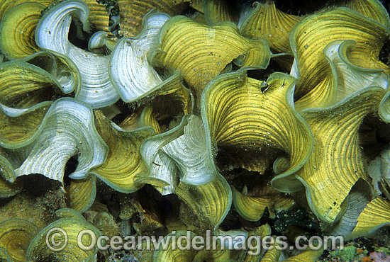 Funnelweed Padina gymnospora photo