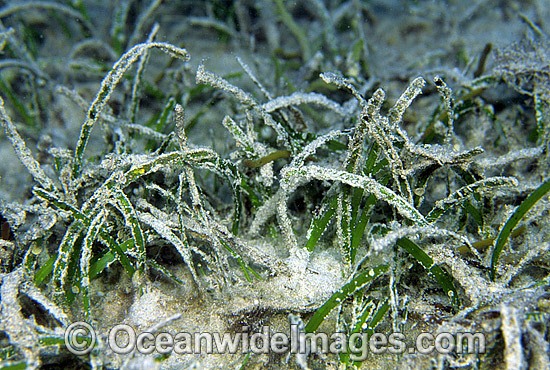 Sea Grass Cymodocea serrulata photo