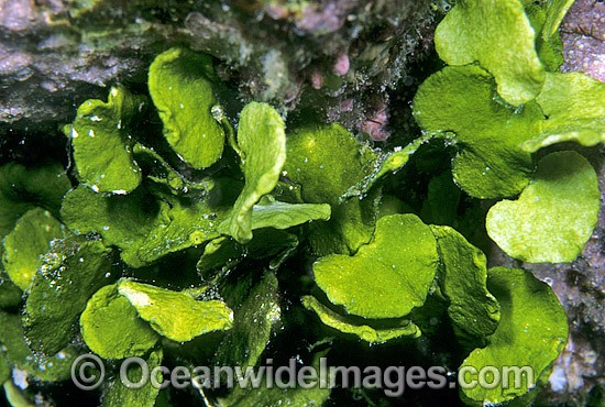 Coralline Alga Halimeda opuntia photo