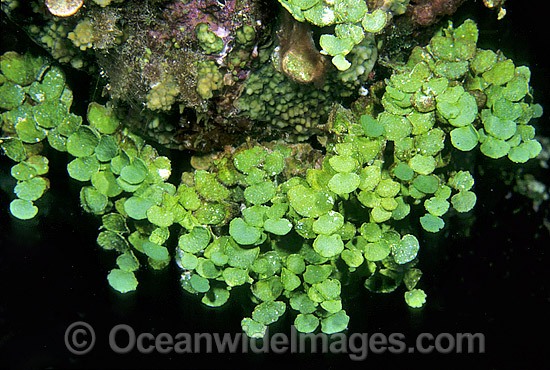 Coralline Alga Halimeda capiosa photo
