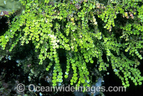 Coralline Alga Halimeda capiosa photo