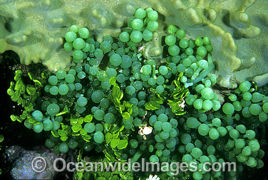 Sea Grapes Algae Caulerpa racemosa photo