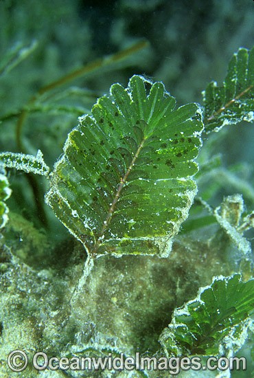 Sea Grass Halophila spinulosa photo