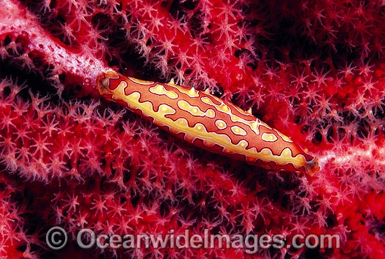 Spindle Cowry (Phenacovolva angasi) on Gorgonian coral. Also known as Ovulid Cowry. Great Barrier Reef, Queensland, Australia Photo - Gary Bell