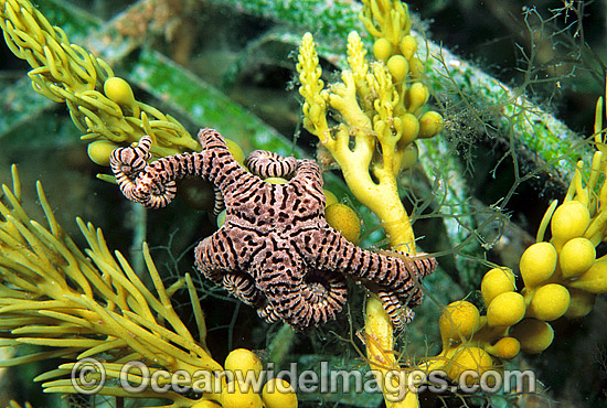 Basket Star on Sea Algae photo Basket Star on Sea Algae photo