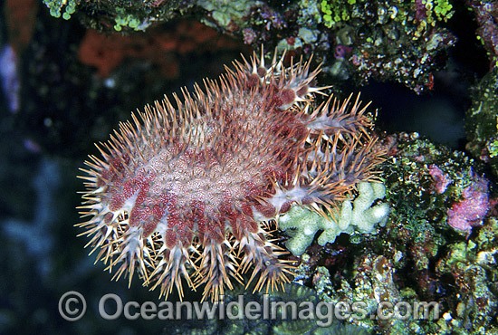 Crown-of-thorns Starfish (Acanthaster planci) feeding on Acropora Coral. This sea star has sharp venomous spines and wounds from the spines can be very painful. Great Barrier Reef, Queensland, Australia Photo - Gary Bell
