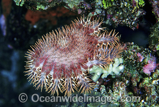 Crown-of-thorns Starfish (Acanthaster planci) feeding on Acropora Coral. This sea star has sharp venomous spines and wounds from the spines can be very painful. Great Barrier Reef, Queensland, Australia Photo - Gary Bell Crown-of-thorns Starfish (Acanthaster planci) feeding on Acropora Coral. This sea star has sharp venomous spines and wounds from the spines can be very painful. Great Barrier Reef, Queensland, Australia Photo - Gary Bell
