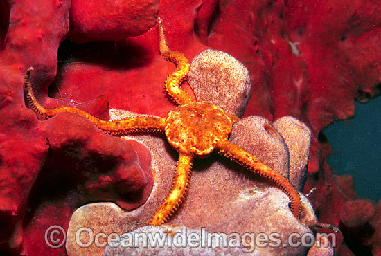 Brittle Star Ophiomyxa australis photo