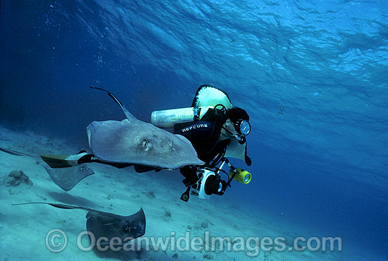 Scuba Diver with Southern Stingray (Dasyatis americana). 'Stingray City', Grand Cayman Island, British West Indies (Caribbean). Photo - Gary Bell Scuba Diver with Southern Stingray (Dasyatis americana). 'Stingray City', Grand Cayman Island, British West Indies (Caribbean). Photo - Gary Bell