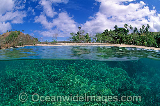 tropical island beach Coral reef photo