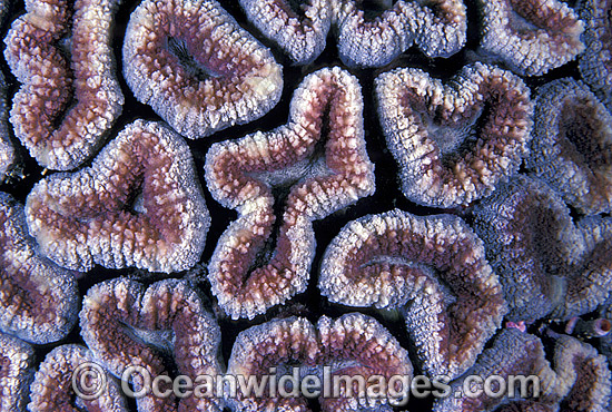 Mussid Coral Lobophyllia sp. photo