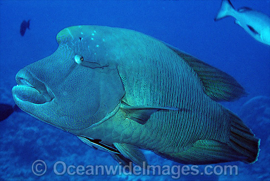 Napolean Wrasse Remora Suckerfish photo