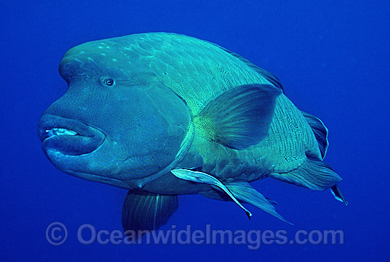 Napolean Wrasse Humphead Maori Wrasse photo