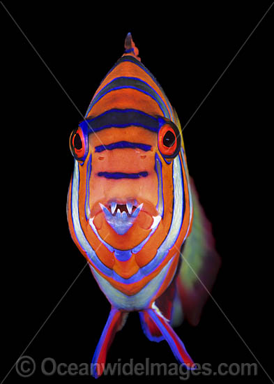 Harlequin Tuskfish (Choerodon fasciatus). Great Barrier Reef, Queensland, Australia Photo - Gary Bell