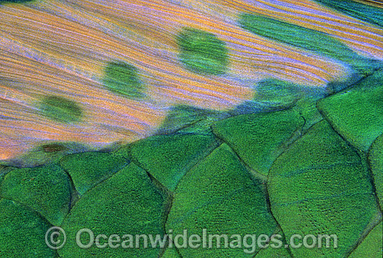 Parrotfish dorsal fin scale photo