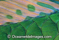Parrotfish dorsal fin scale Photo - Gary Bell