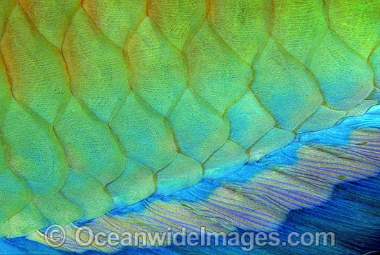 Parrotfish caudal fin scale Scarus frentaus photo
