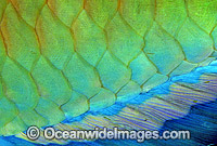Parrotfish caudal fin scale Scarus frentaus Photo - Gary Bell