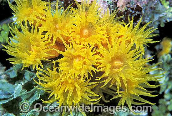 Sunshine Coral Tubastraea sp. photo Sunshine Coral Tubastraea sp. photo