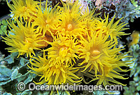 Sunshine Coral Tubastraea sp. Photo - Gary Bell
