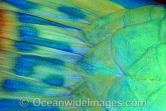 Bridled Parrotfish eye Scarus frentaus photo