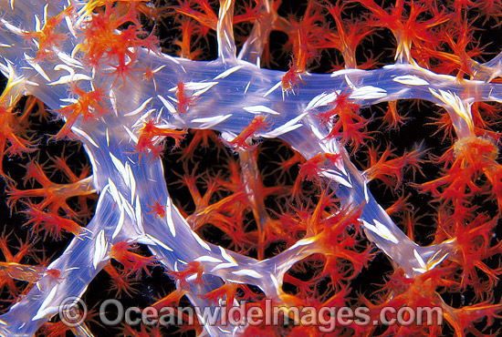 Soft Coral Dendronephthya sp. photo Soft Coral Dendronephthya sp. photo