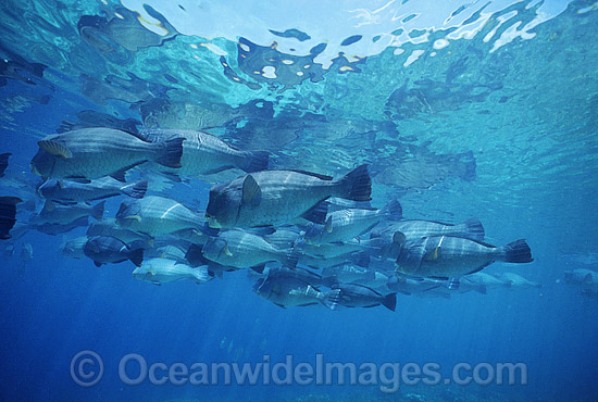 Schooling Humphead Parrotfish photo