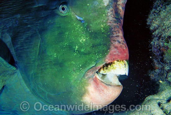 Humphead Parrotfish (Bolbometopon muricatum). Also known as Double-headed Parrotfish. Great Barrier Reef, Queensland, Australia Photo - Gary Bell