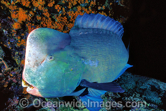 Humphead Parrotfish (Bolbometopon muricatum). Also known as Double-headed Parrotfish. Great Barrier Reef, Queensland, Australia Photo - Gary Bell Humphead Parrotfish (Bolbometopon muricatum). Also known as Double-headed Parrotfish. Great Barrier Reef, Queensland, Australia Photo - Gary Bell